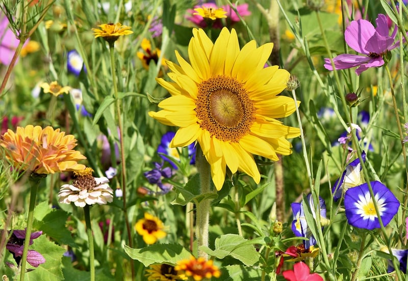 Garden with Focal Point