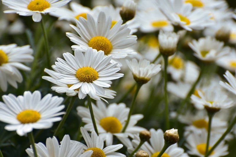 Visually Appealing Garden
