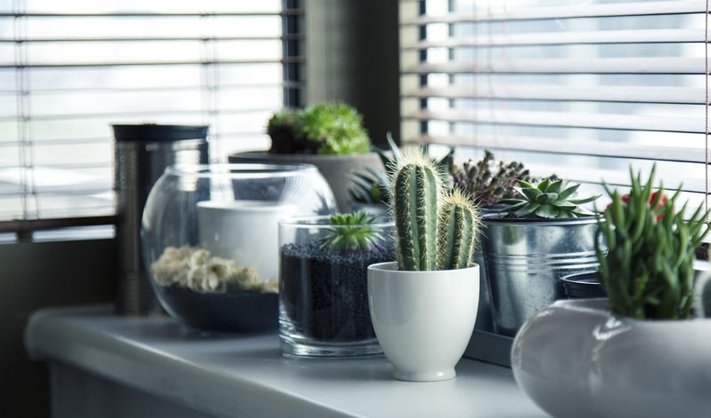 DIY Plant Shelves