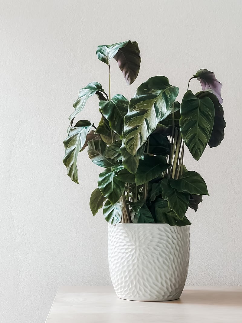 Colorful Ceramic Pots