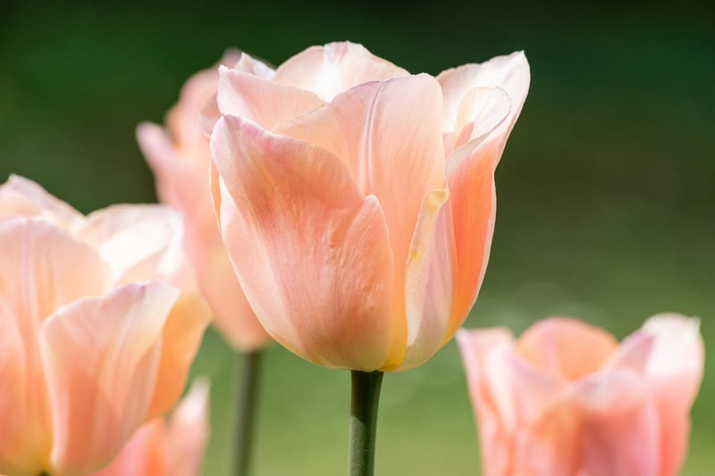 Spring Flowers
